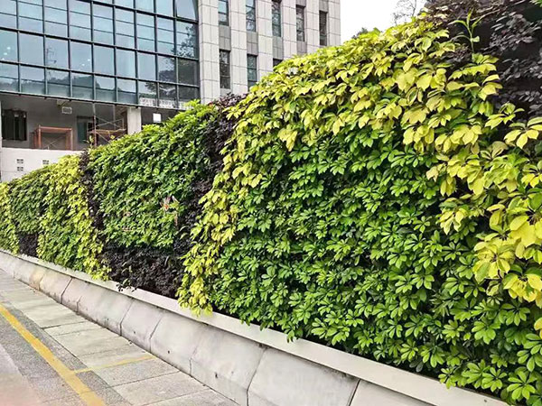 B1綠植圍蔽